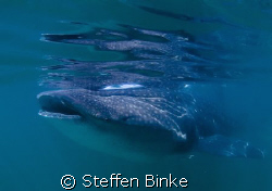 one of about 10 whalesharks, very poor vis, nikon d200, 1... by Steffen Binke 